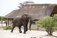 Olifant
