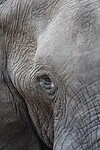 Olifant