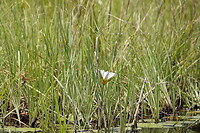 waterlelie