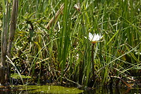 waterlelie