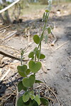 hartjes plant