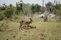 Litschwie waterbok (moeras antilope)