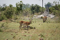 Litschwie waterbok (moeras antilope)