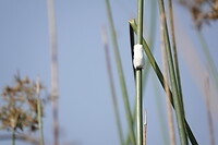 Albino kikker
