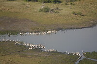 Pelikanen en andere watervogels
