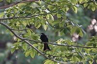 Kaapse Drongo vliegenvanger