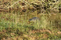 krokodil