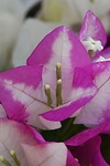 Bougainville