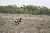 Hartebeest