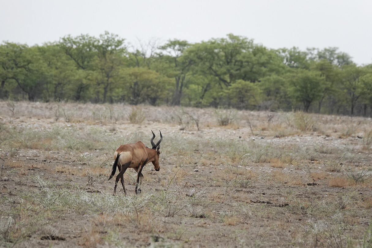 Hartebeest
