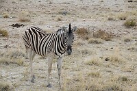 steppen zebra