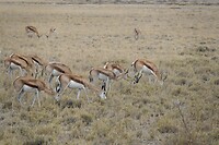 Springbokken