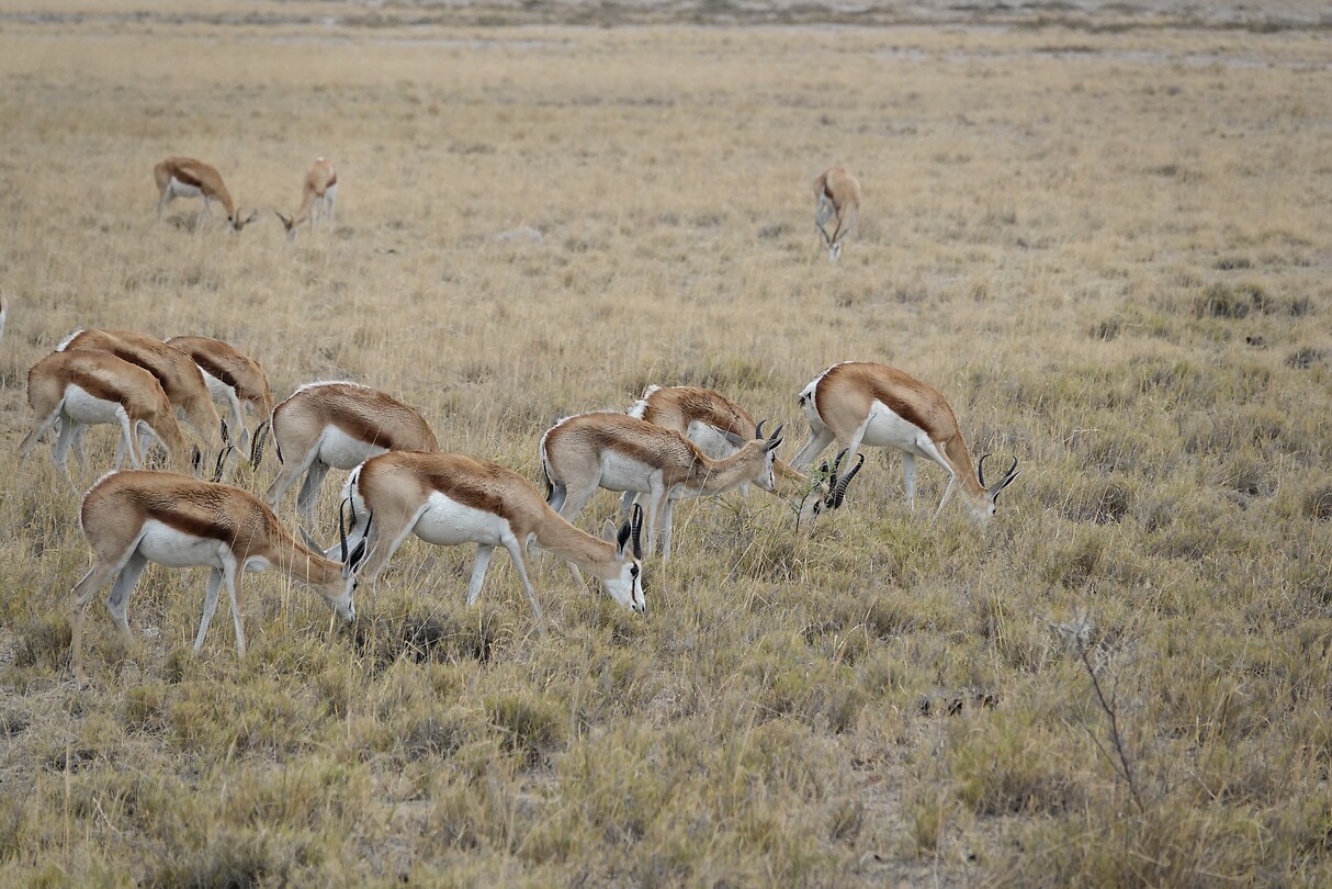 Springbokken