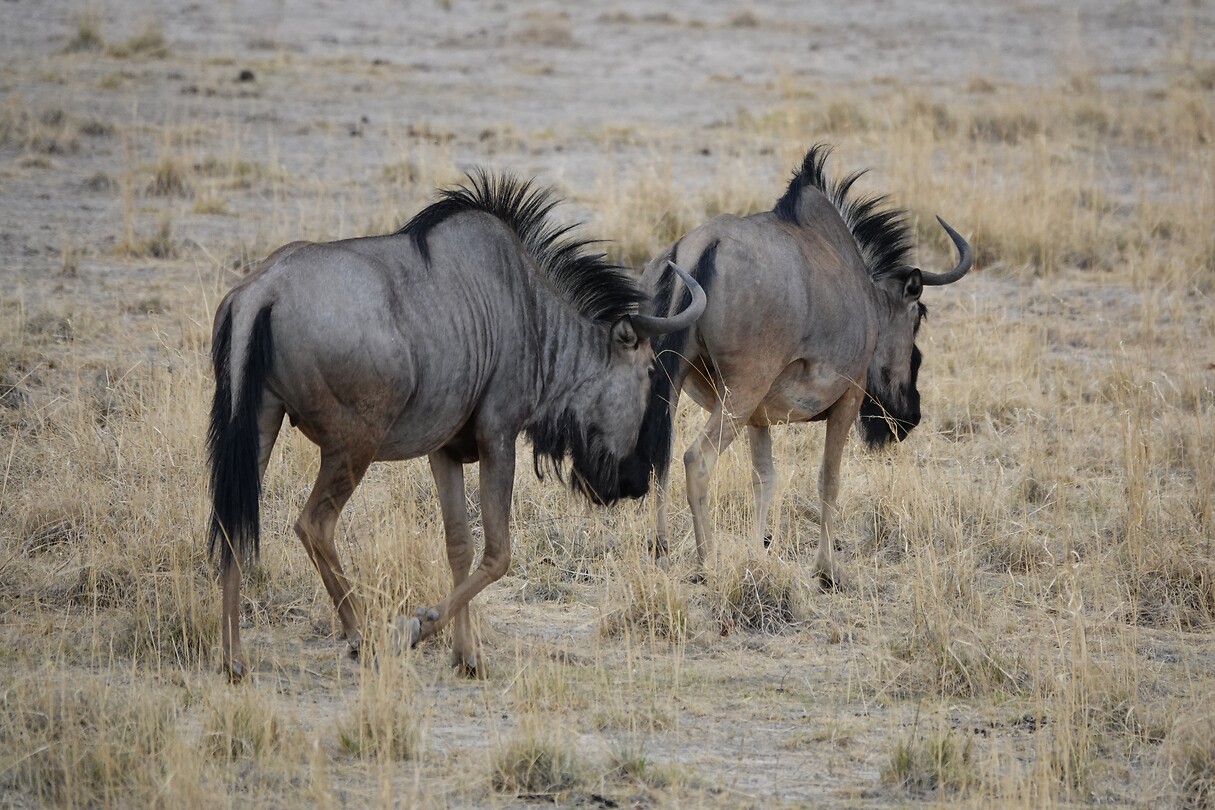 Wildebeest