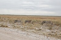 _DSC6125-01