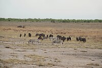 zebra's en wildebeest