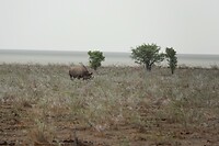 zwarte neushoorn