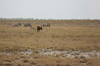 Hartebeest en zebra's