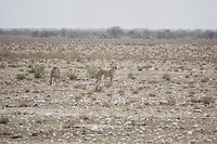 cheetah