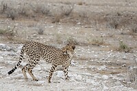 cheetah