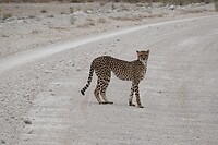 cheetah