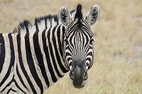 steppenzebra