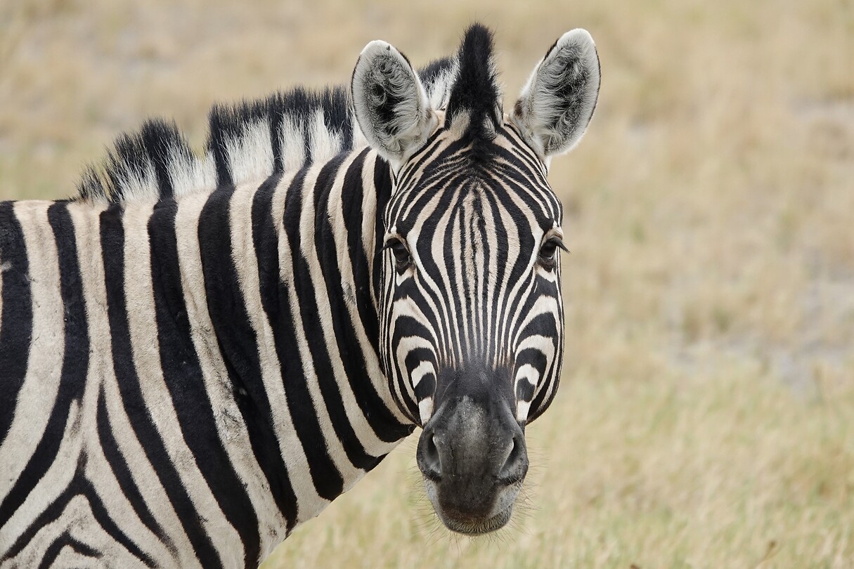 steppenzebra