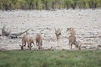 Kudu