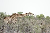 giraffe