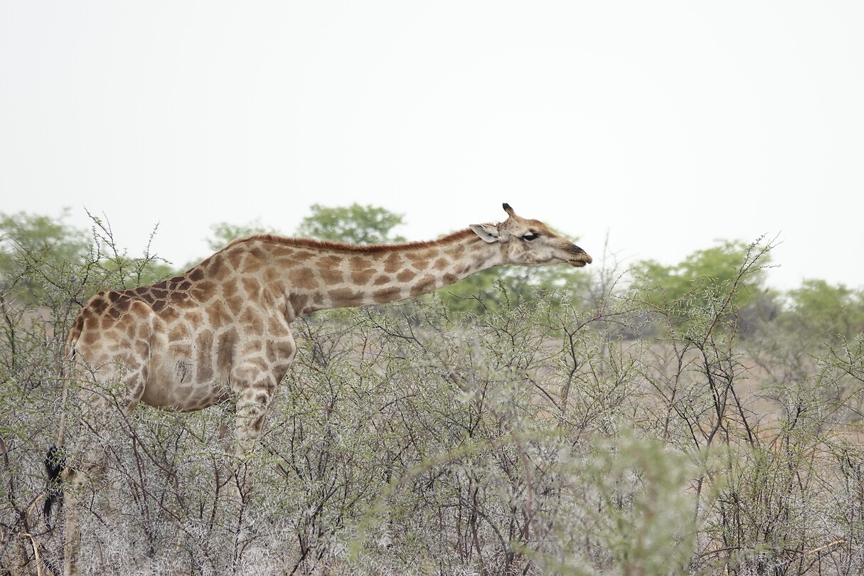 giraffe