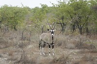 Oryx (gemsbok)