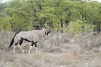 gemsbok