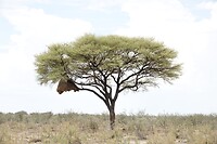 wevernest in een Mopaneboom
