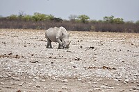 witte neushoorn