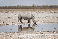 witte neushoorn