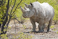 zwarte neushoorn