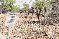 Kudu