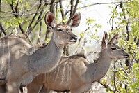 kudu