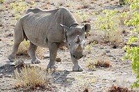 zwarte neushoorn