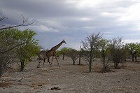 giraffe gaat schuilen