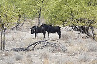 wildebeest