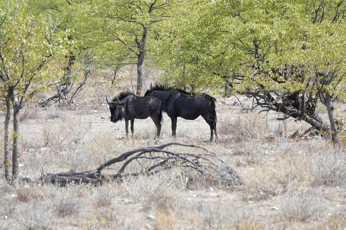 wildebeest
