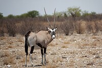 gemsbok