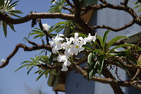 Magnolia