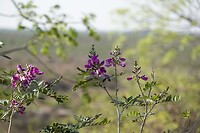 Lathyrus soort
