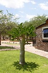 Kaoke Bush Lodge, Kamanjab