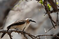 naaktwangbabbelaar