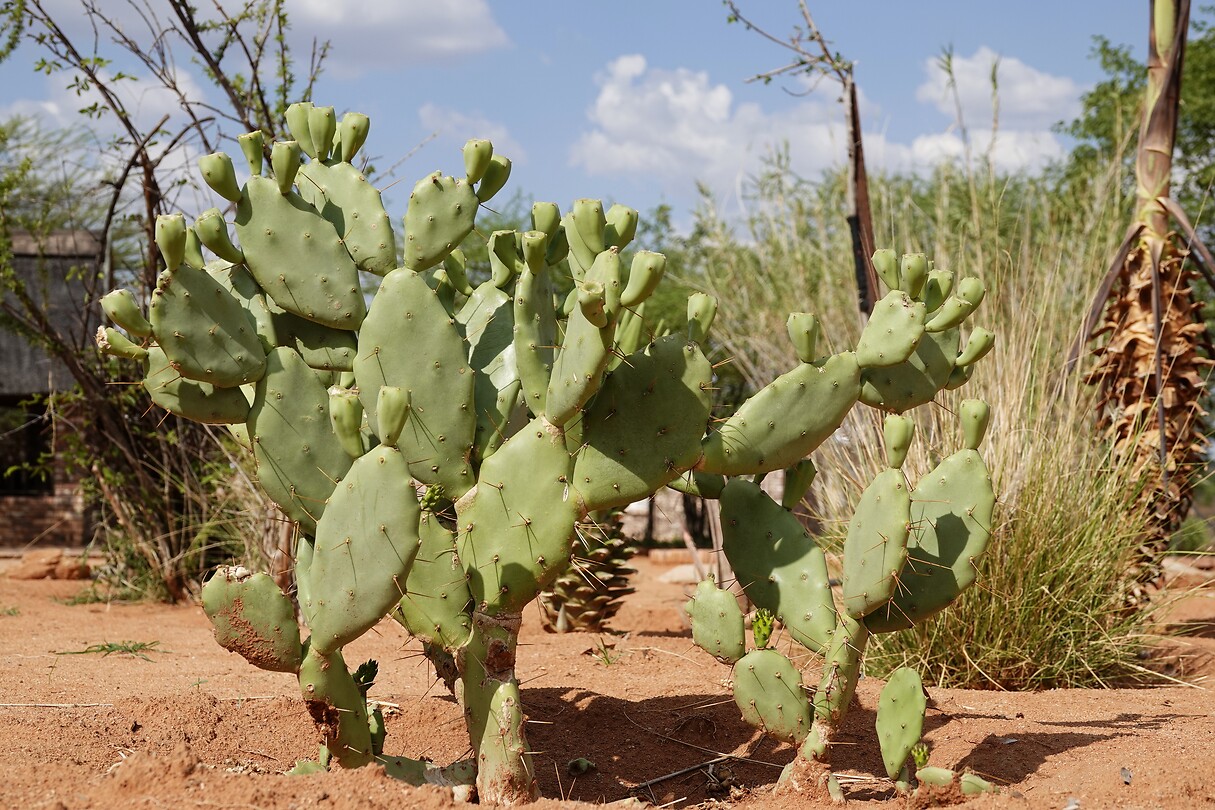 cactus