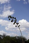 bloem van de cactus