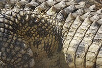 krokodil